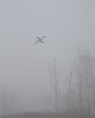 Common Cranes Flying over Forest
