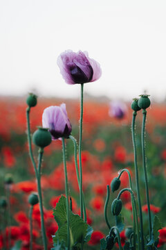 Fototapeta purple poppies in the field