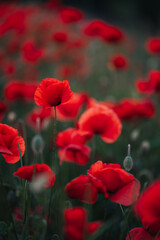 Obraz premium red poppy in the field