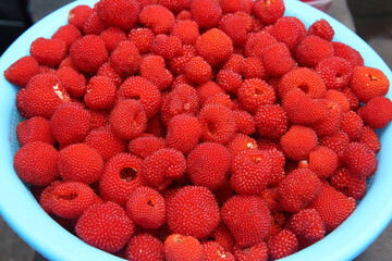 Rubus rosifolius (Rubus rosaefolius), also known as roseleaf bramble, Mauritius raspberry,...