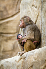 Photographs of primates, orangutans, monkeys, gorillas and apes