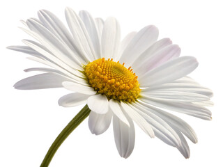 Naklejka premium White daisy with a bright yellow center, isolated on white background