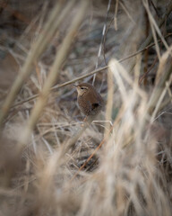 Eurasian Wren Hidden in Dry Grass