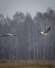 Common Cranes Flying over Forest