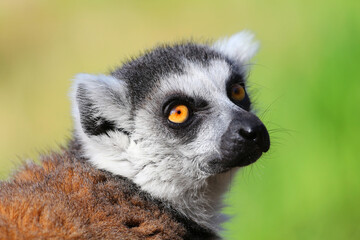 Fototapeta premium Photographs of primates, orangutans, monkeys, gorillas and apes