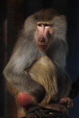 Photographs of primates, orangutans, monkeys, gorillas and apes