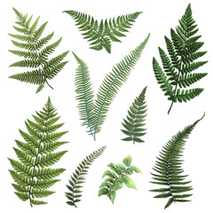 Lush Green Ferns Vibrant Abstract Background Nature Beauty