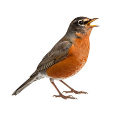 American Robin: Detailed Bird Photograph