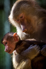 Photographs of primates, orangutans, monkeys, gorillas and apes