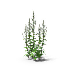 Wild Mugwort Plant Cluster isolated on transparent background