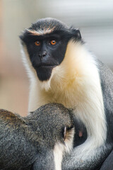 Photographs of primates, orangutans, monkeys, gorillas and apes