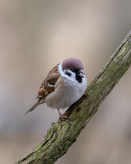 Eurasian Tree Sparrow on Branch