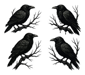 Obraz premium Mysterious Black Raven or Crow Birds on Branches Set