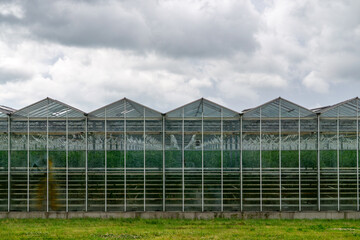 Obraz premium Modern greenhouse with glass walls and steel structure filled with green plants, viewed from the outside under a cloudy sky