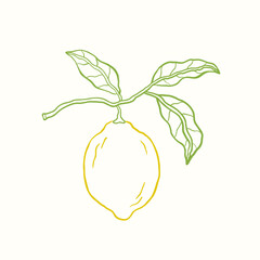 Illustration of a tropical summer lemon fruit