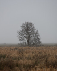 Lonely Tree on Field in Foggy Morning