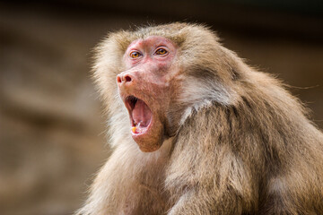Photographs of primates, orangutans, monkeys, gorillas and apes