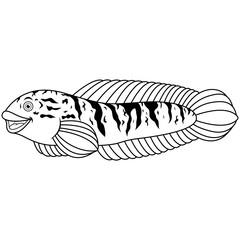 Snakehead fish channa line art