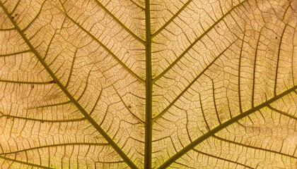 Intricate veins and earthy hues define underside of chestnut leaf, showcasing nature delicate artistry in high fidelity. detailed patterns evoke sense of wonder and tranquility