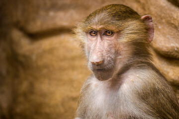 Photographs of primates, orangutans, monkeys, gorillas and apes