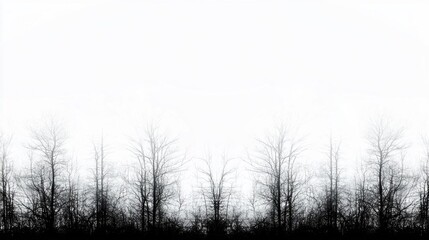 Black and white photograph of a group of bare trees. the trees are tall and slender, with no leaves, and their branches are bare.