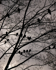 Silhouettes of Pigeons on Tree Branches
