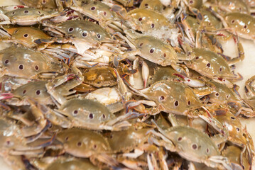 stack of crab