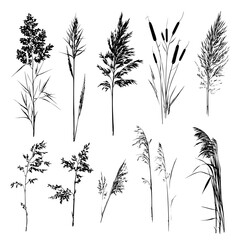 Obraz na płótnie Canvas Basic black shapes of reed or bulrush or cattail or typha leaves isolated on white