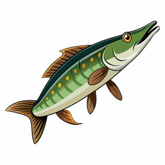 Illustration of a muskellunge fish a type of freshwater fish isolated on a white background created with vector graphics