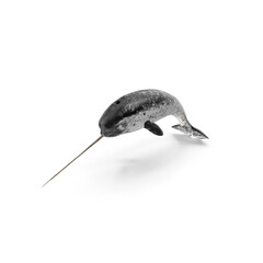 Swimming Narwhal Whale with Long Tusk isolated on transparent background