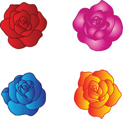 rose collection