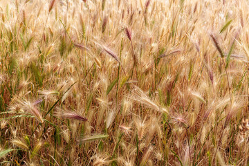 Hordeum murinum. Mouse barley plants with yellowing spikes and seeds.