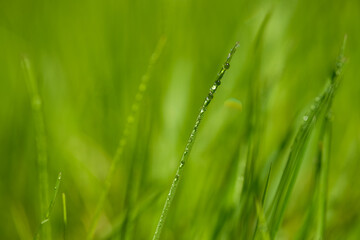 Blurred grass with dew in sunlight