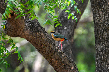 Indian Pitta sitting on a Tree