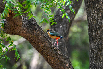 Indian Pitta sitting on a Tree