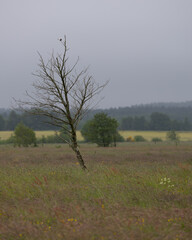 Lonely Tree on Field in Morning Light
