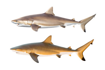 Fototapeta premium sandbar shark carcharhinus plumbeus isolated on white background PNG