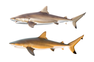  sandbar shark carcharhinus plumbeus isolated on white background  PNG