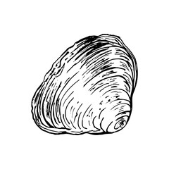 A single, textured seashell with swirling patterns and natural curves. Hand drawn black and white vector illustration. Ideal for coastal themed artworks, educational materials, or oceanic designs.