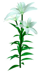 3D Rendering Bright Diamond Asiatic Lily on White