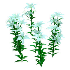 3D Rendering Bright Diamond Asiatic Lily on White