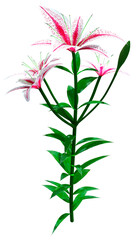 Naklejka premium 3D Rendering Stargazer Asiatic Lily on White