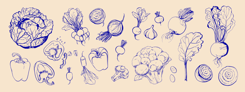 Hand drawn line food illustration vector. Vegetables and herbs, spices. Farm food. Healthy eating