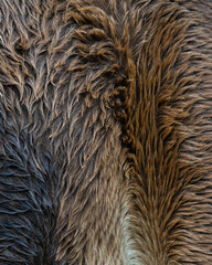 Close-up of Horse Fur Texture