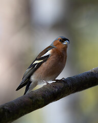 Male Chaffinch Perched on Branch