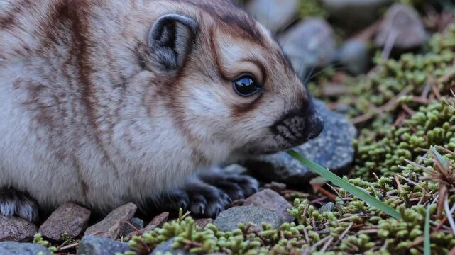 Lemming enjoying a peaceful green snack