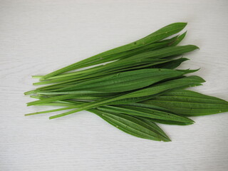 Fresh ribwort plantain leaves for herbal tea tea or wild herb salad