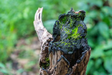 Close-up of a charred tree stump with vibrant green moss growing on its surface, captured in a lush forest. A stunning contrast of life and decay in nature's cycle.