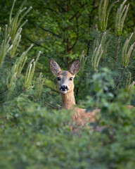 Roe Deer in Green Foliage