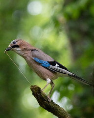Eurasian Jay with Insect in Beak